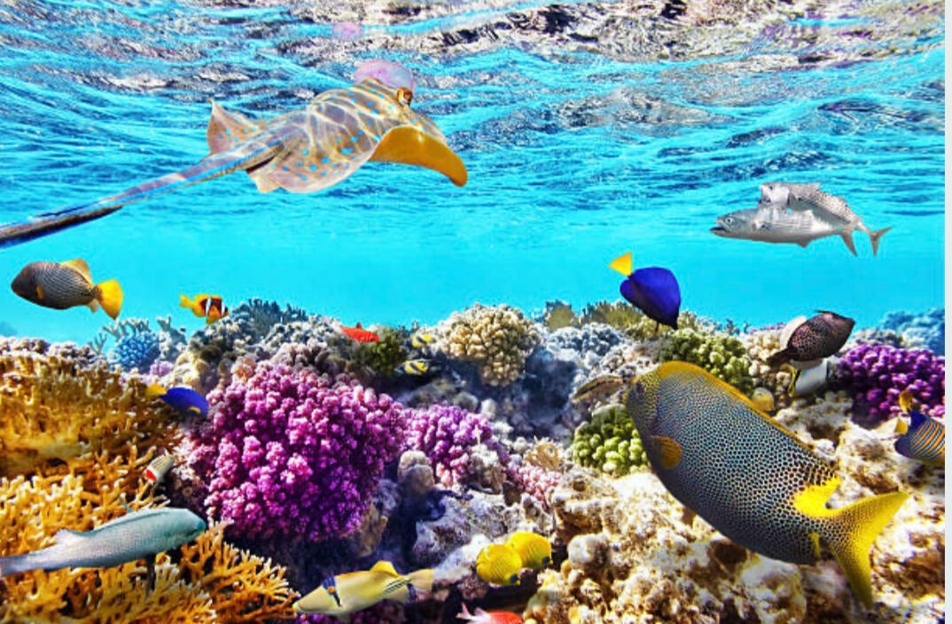The Barrier Reef
