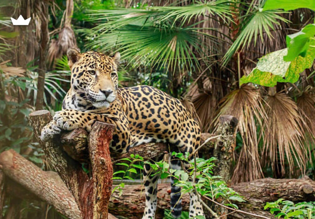 Jaguar Reserve